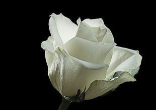 Thumbnail for the post titled: Przyjaciele żegnają Pawła Swobodę